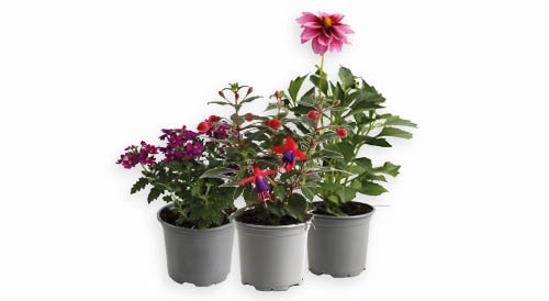 Balkona augs DĀLIJA, VERBENA vai FUKSIJA, 1 gab., Ø11 cm